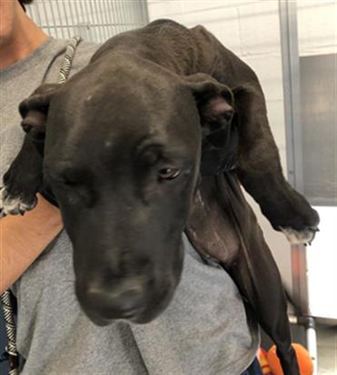 Adoptable Dog