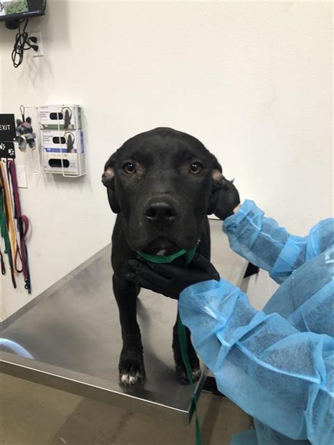 Adoptable Dog