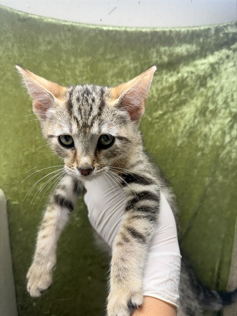 Simon