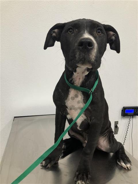 Adoptable Dog