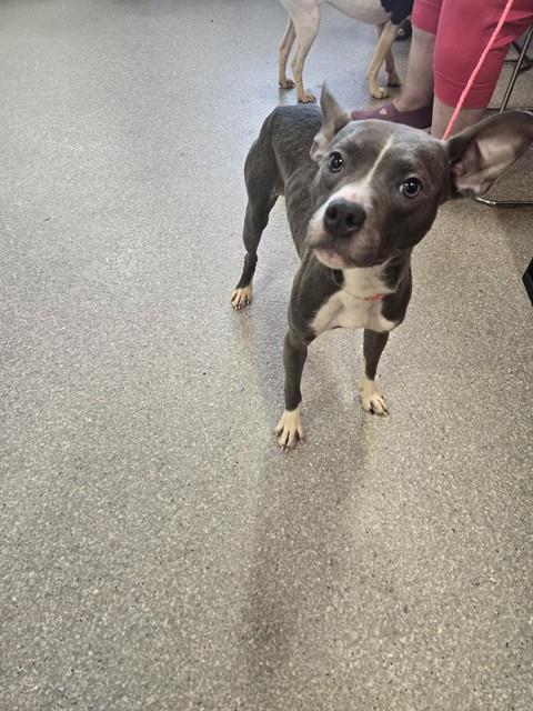Adoptable Dog