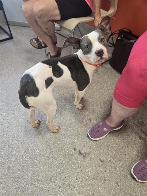 Adoptable Dog