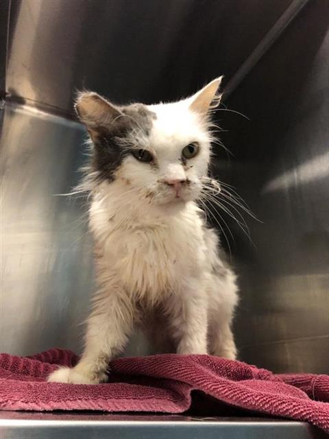Adoptable Cat