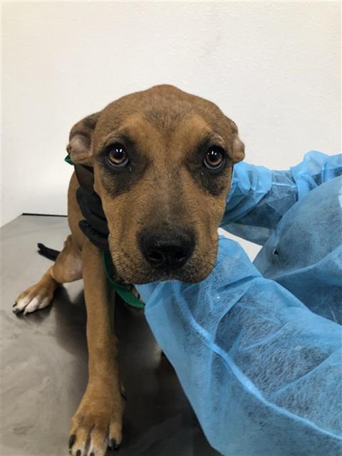 Adoptable Dog