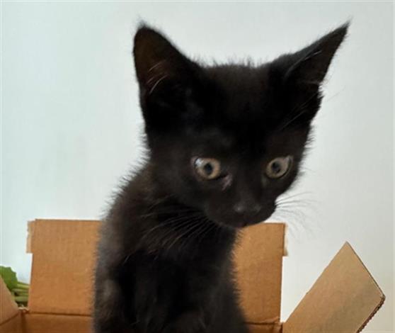 Peanut