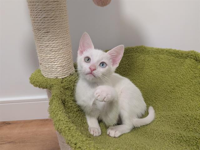 Lumi