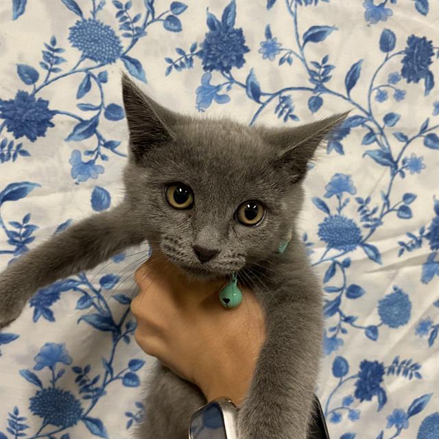 *Oliver