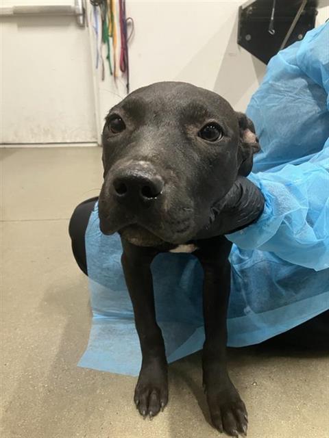 Adoptable Dog