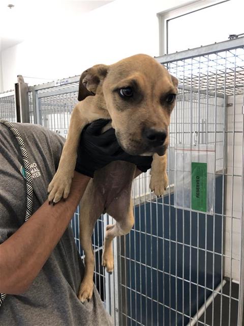 Adoptable Dog