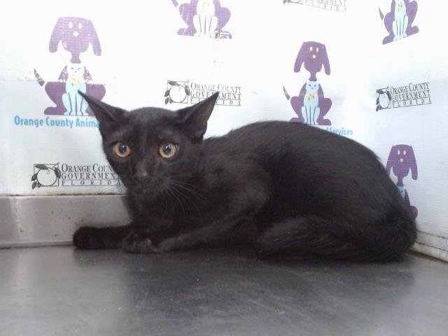 Adoptable Cat