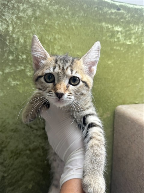 Lily