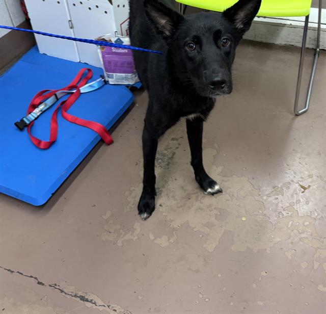 Adoptable Dog