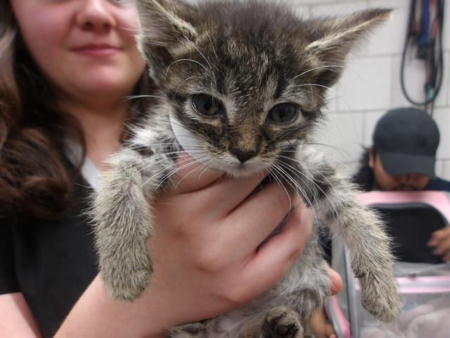 Adoptable Cat