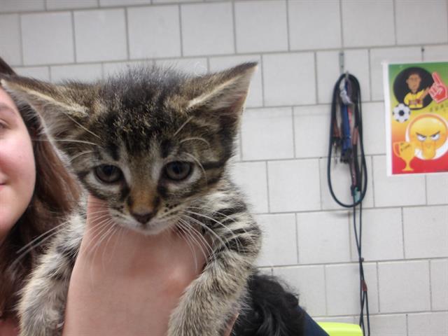 Adoptable Cat