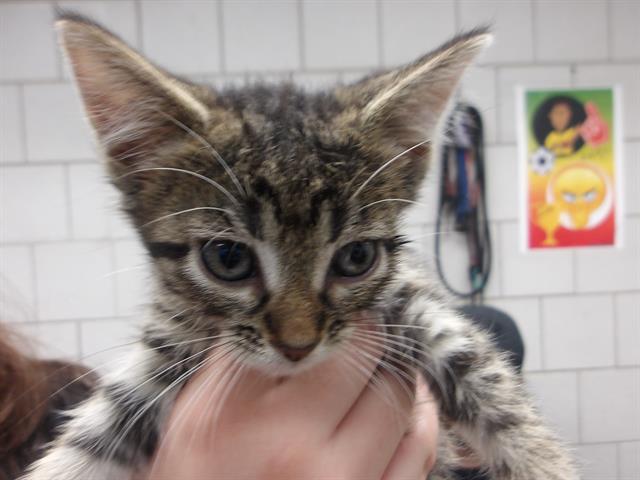 Adoptable Cat
