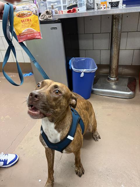 Adoptable Dog