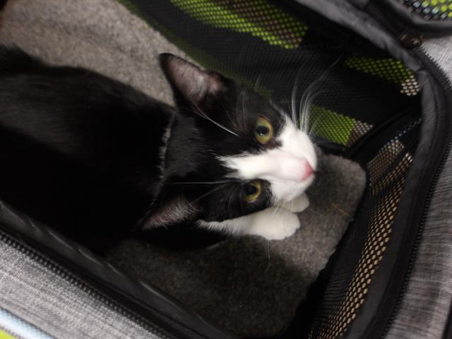 Adoptable Cat