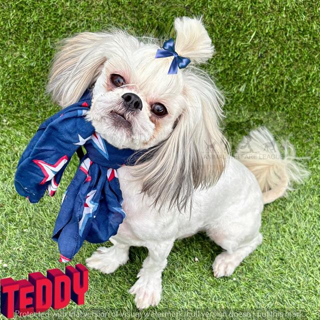 Teddy
