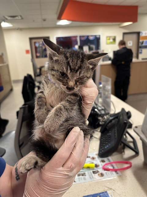 Goeing