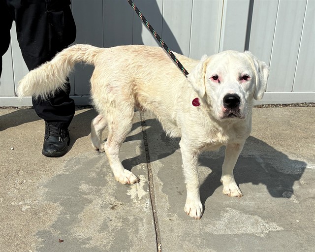 Adoptable Dog