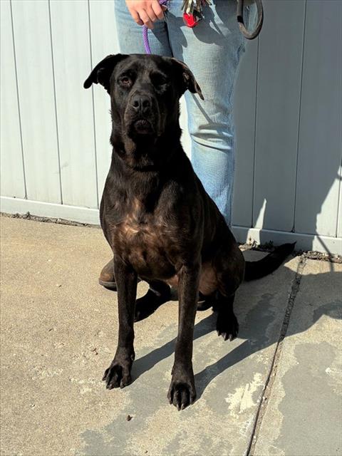 Adoptable Dog