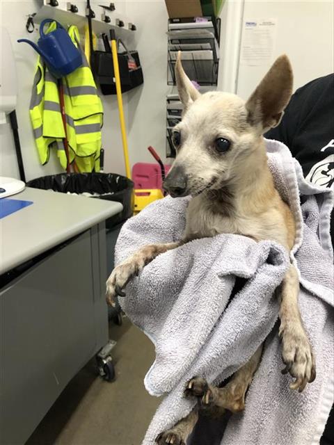 Adoptable Dog