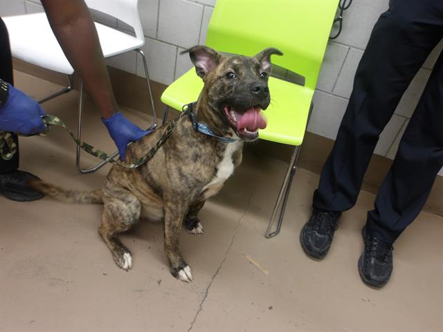 Adoptable Dog