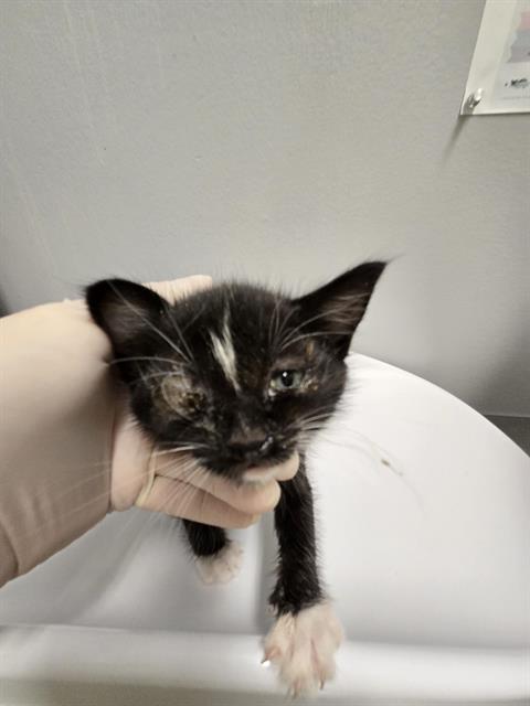 Kitter