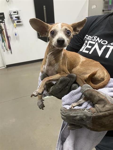 Adoptable Dog