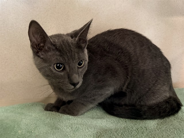 Al