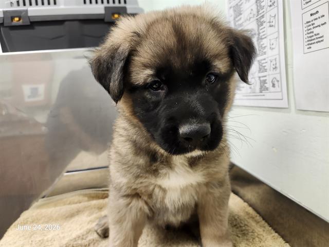 Sailor*