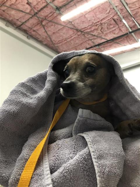 Adoptable Dog