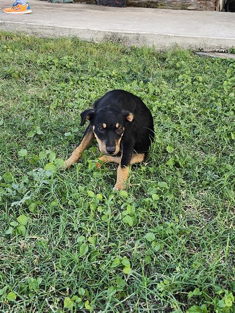 Dug