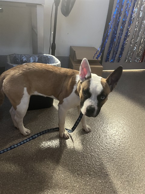 Adoptable Dog