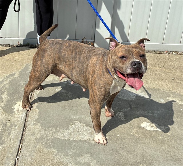Adoptable Dog