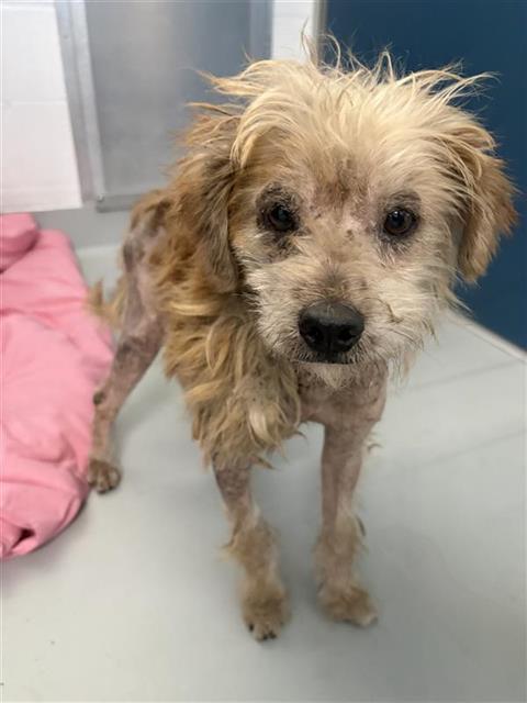 Adoptable Dog