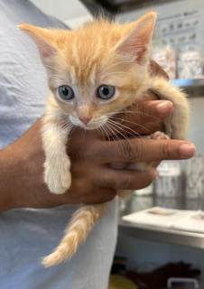 Adoptable Cat