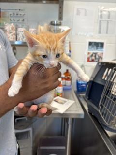 Adoptable Cat