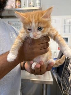 Adoptable Cat