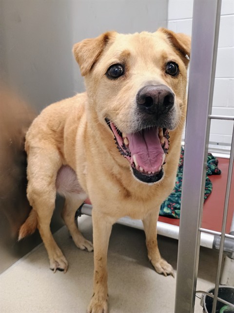 Adoptable Dog