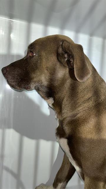 Adoptable Dog