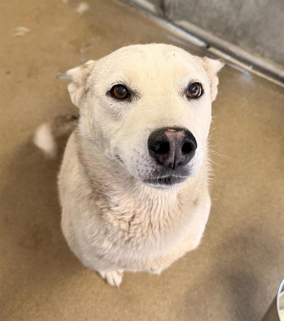 Rescue Only) Beauty