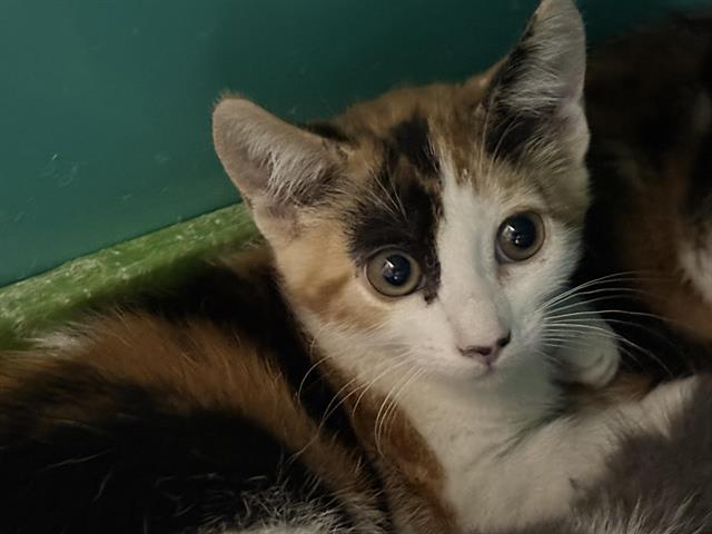 Adoptable Cat