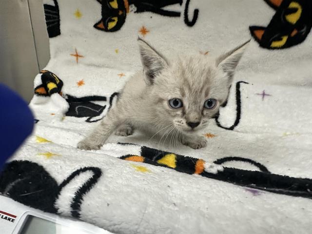 Adoptable Cat