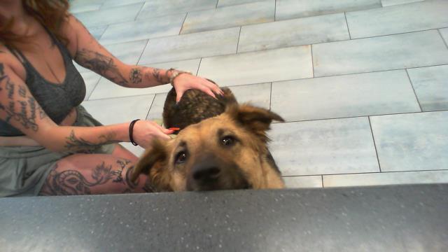 Adoptable Dog
