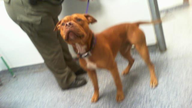 Adoptable Dog