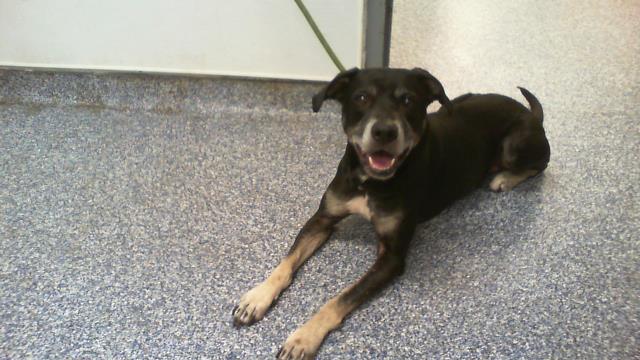 Adoptable Dog