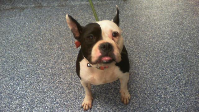 Adoptable Dog