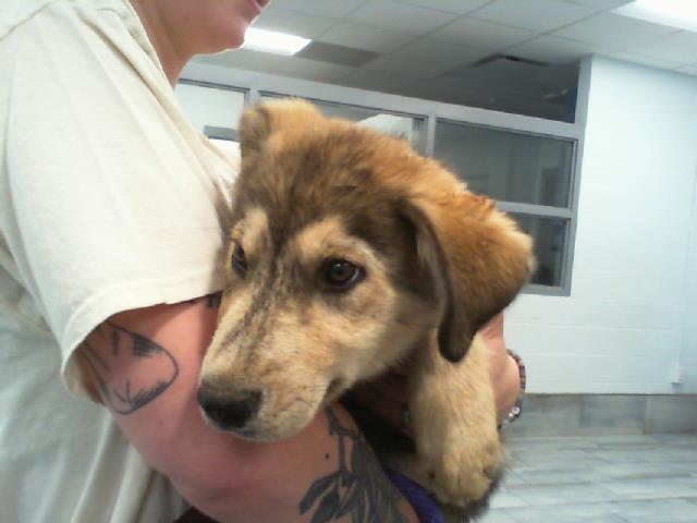 Adoptable Dog