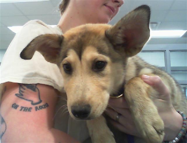 Adoptable Dog